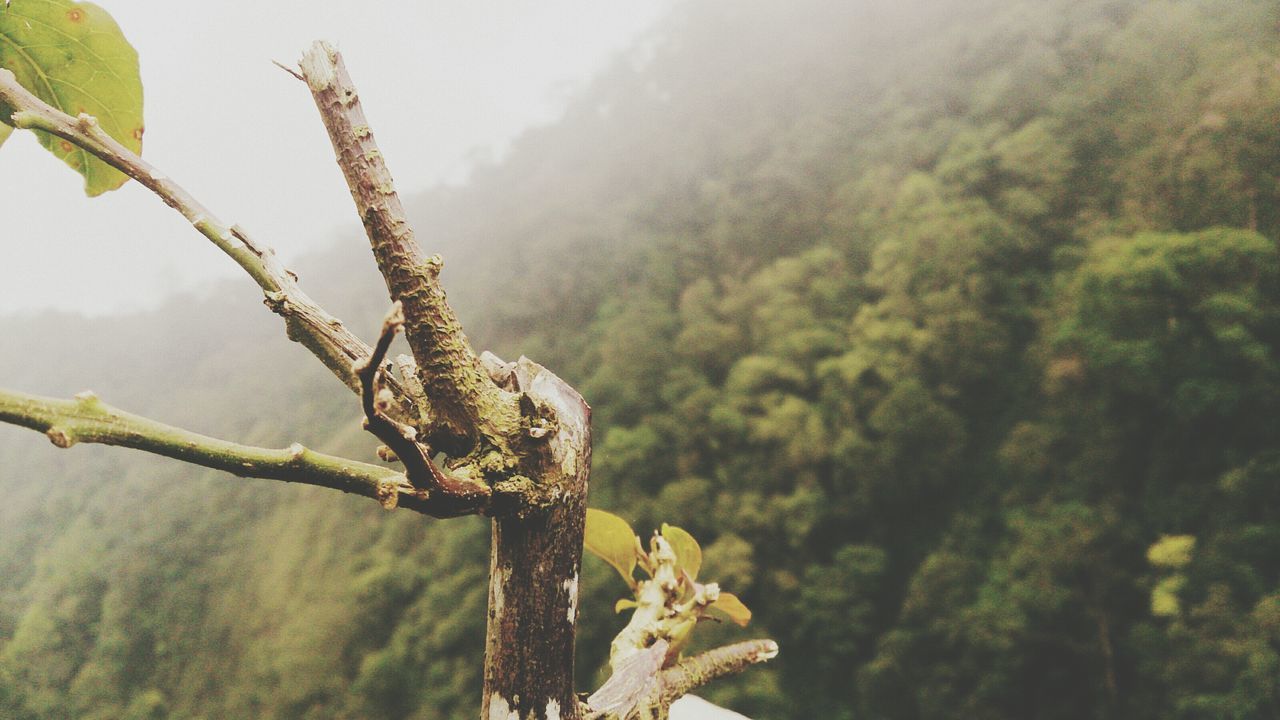 growth, tree, nature, tranquility, plant, beauty in nature, branch, focus on foreground, tranquil scene, growing, green color, field, sky, day, close-up, outdoors, scenics, tree trunk, no people, stem