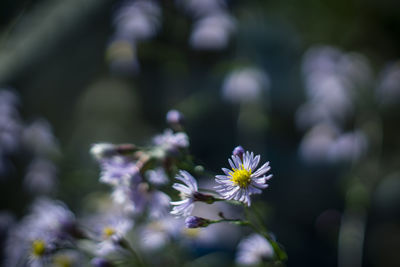 Close-up of white flowering plant