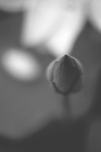 Close-up of mushroom