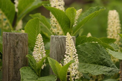 Close-up of fresh green plant