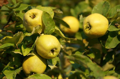 Close-up of apples