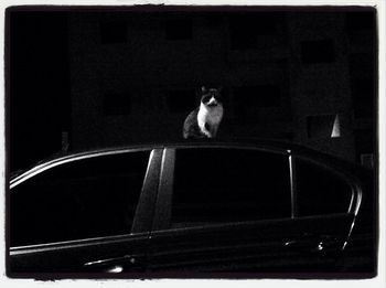 Cat looking at camera