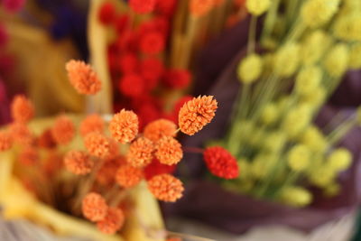 Close-up of marigold blooming outdoors