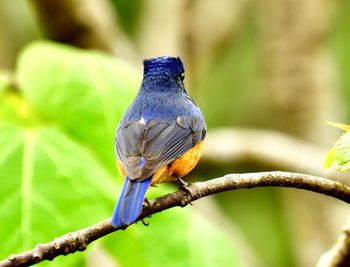 Close-up of bird perching on branch