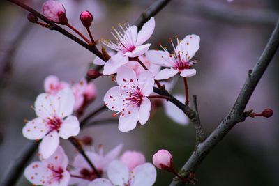 Close-up of pink cherry blossoms