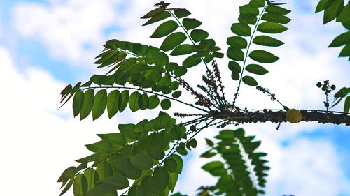 Low angle view of leaves on tree against sky