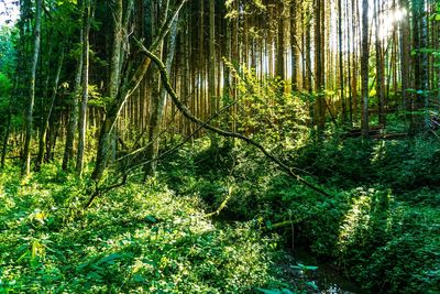 Trees growing in forest