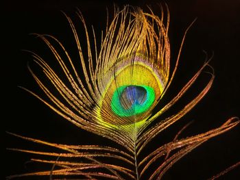Close-up of peacock feather against black background