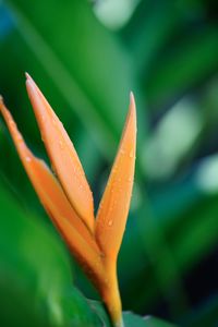 Close-up of orange flower