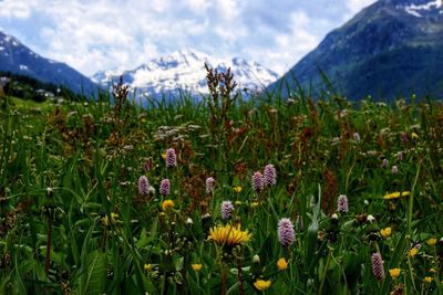 Scenic view of flowering plants on field against cloudy sky