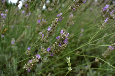 Close-up of purple flowering plants on field