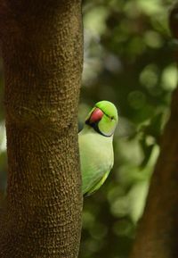 Close-up of parrot perching on tree