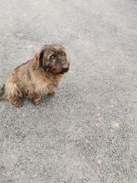 High angle view of dog sitting on road