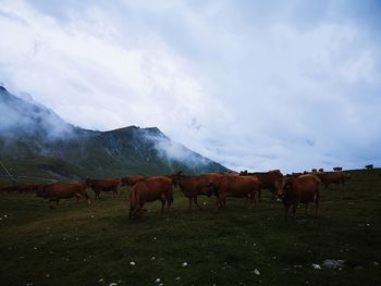 Horses on a field