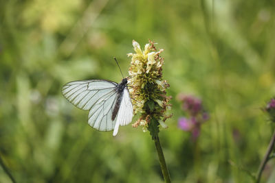 Close-up of butterfly pollinating on flower