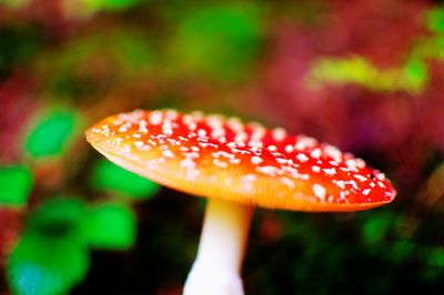 Close-up of fly agaric mushroom