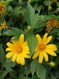 Close-up of yellow flowers blooming outdoors