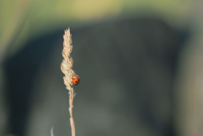 Close-up of ladybug on plant