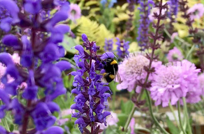 Close-up of bee on purple flowers