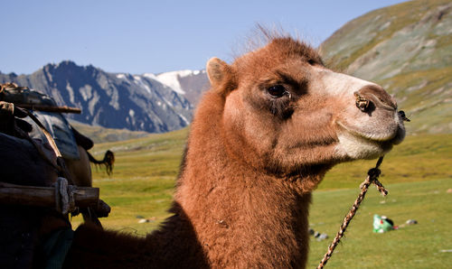 On a day hike, this camel was on our way and he attracted a lot of attention from us