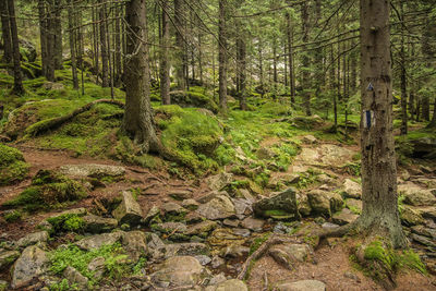 View of trees in forest