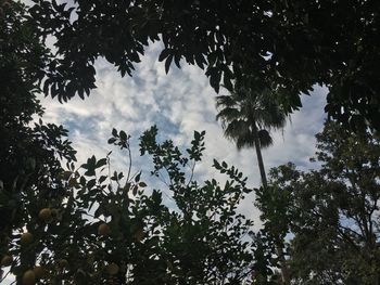 Low angle view of trees against sky