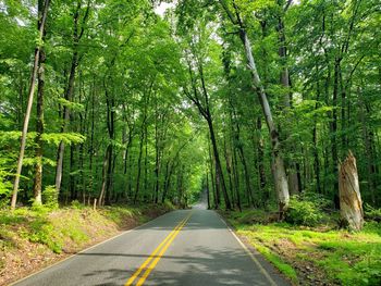 Empty road along trees in forest