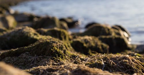 Close-up of rock on land