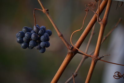 Close-up of berries