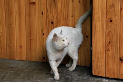 Cat standing by wooden door