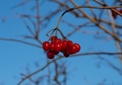 Close-up of red berries growing on tree