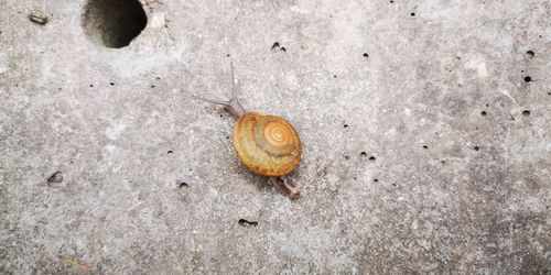 High angle view of snail