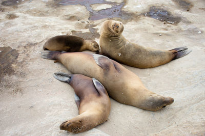 High angle view of sea lion