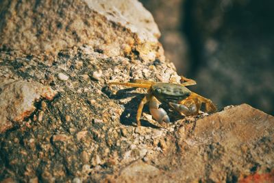 Close-up of insect on rock