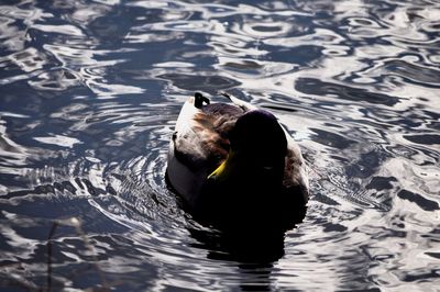 High angle view of duck swimming in lake