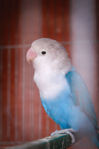 Close-up of parrot in cage