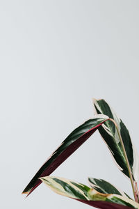 Close-up of plant against white background