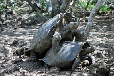 Giant tortoises mating on field