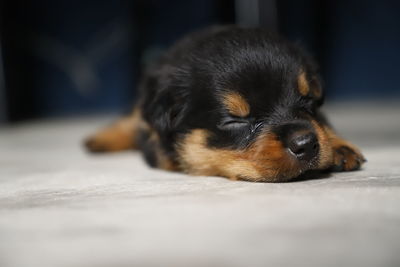 Close-up of puppy resting