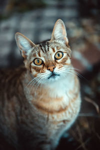 Close-up portrait of cat by outdoors