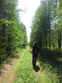 Rear view of people walking in forest