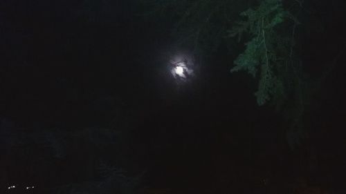 Low angle view of trees at night