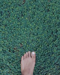 Low section of man standing on plants