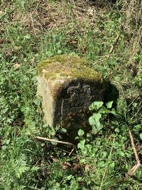 High angle view of tree stump on field