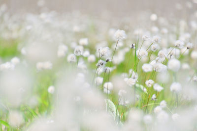 Close-up of white flowering plants on field