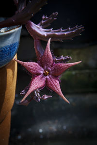 Close-up of purple flowering plant