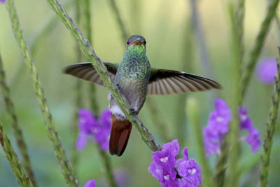 Close-up of bird flying against blurred background