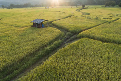 High angle view of agricultural field