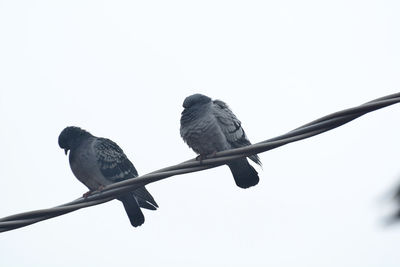 Low angle view of birds perching on tree