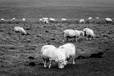 Sheep in a field